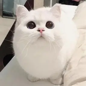 爱犬宠物乐园1999淘宝英短猫银渐层幼猫英国短毛小奶猫活体纯种小