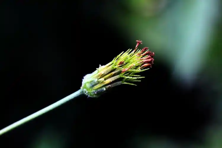 【婆婆针】菊科,鬼针草属
