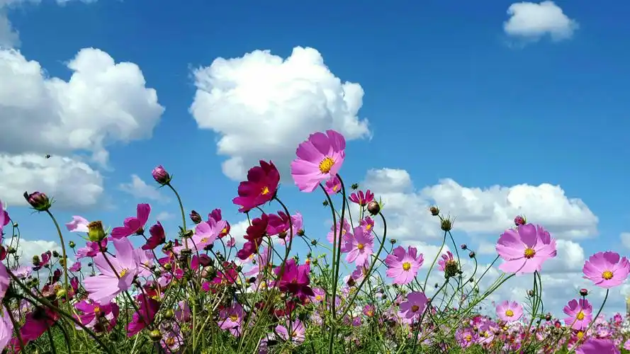 坝上,忘不了的蓝天白云