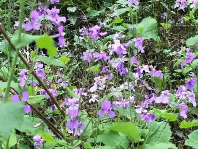 山坡上的野花也好看