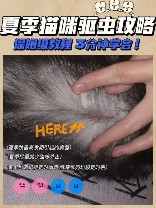 夏季猫咪驱虫攻略保姆级教程三分钟学会