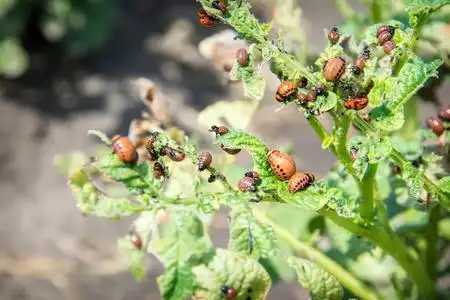 吃花的甲壳虫图片