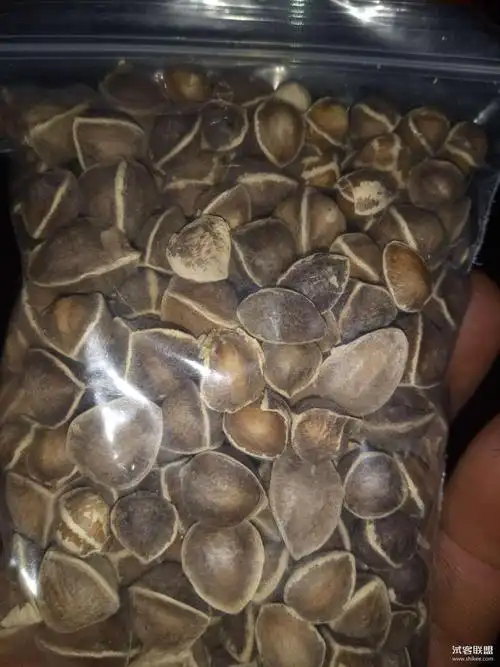 黑籽辣木籽纯天然-h夏天的雨