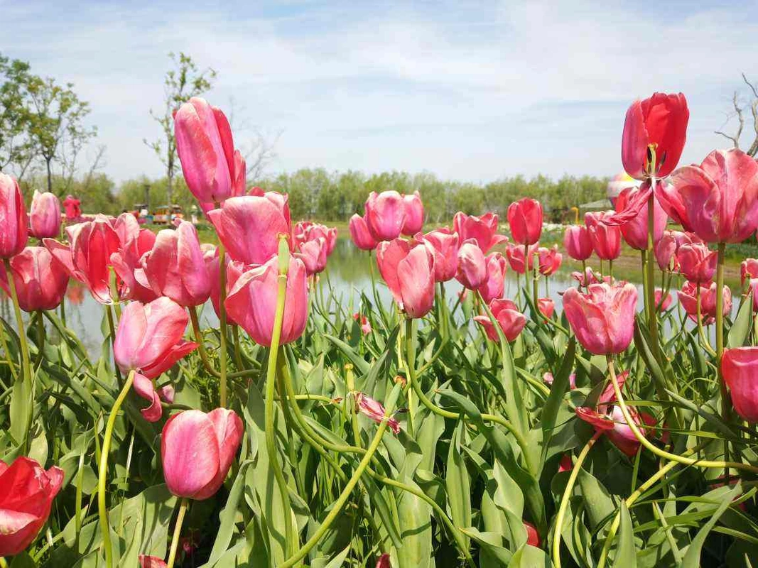 荷兰国花郁金香,被称作"世界之花",养护也简单|荷兰|郁金香|种球_新浪