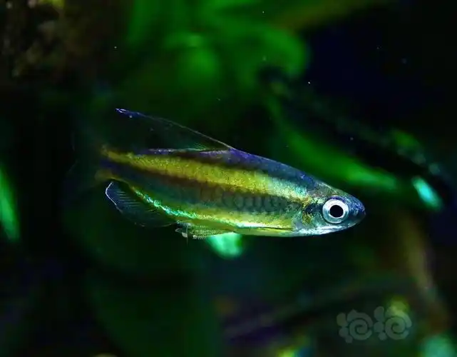 灯科鱼黄金二线灯鱼