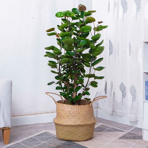 金钱兜大盆栽圆叶钱多多盆景客厅办公室中大型送礼大型绿植