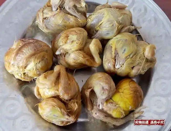 毛鸡蛋 半毛_新鲜鸡蛋18天 毛蛋鸡胚蛋新鲜包邮熟的鸡胚东北营养
