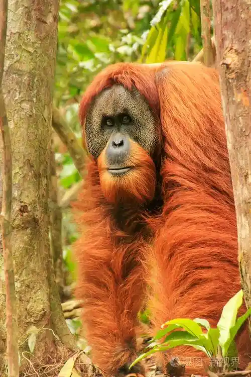 雄性苏门答腊猩猩pongoabelii站在印度尼西亚的古南州国家公园的地面