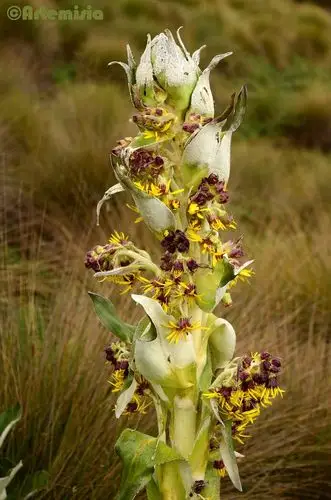 矮千里木的花序密集着生在花茎上,分枝末端的头状花序大都俯垂,有