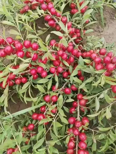 优质钙果苗大量现货