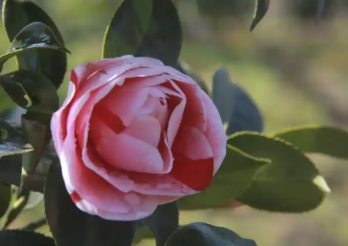 漫山遍野茶花香