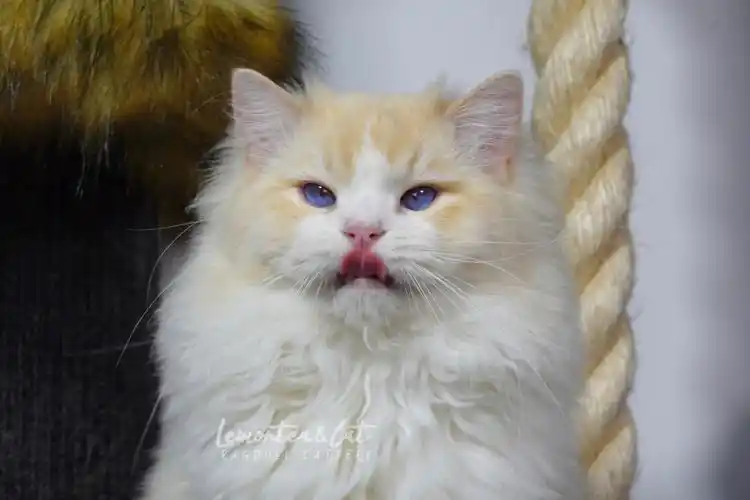 世界上眼睛最小的稀有火焰色布偶猫757575