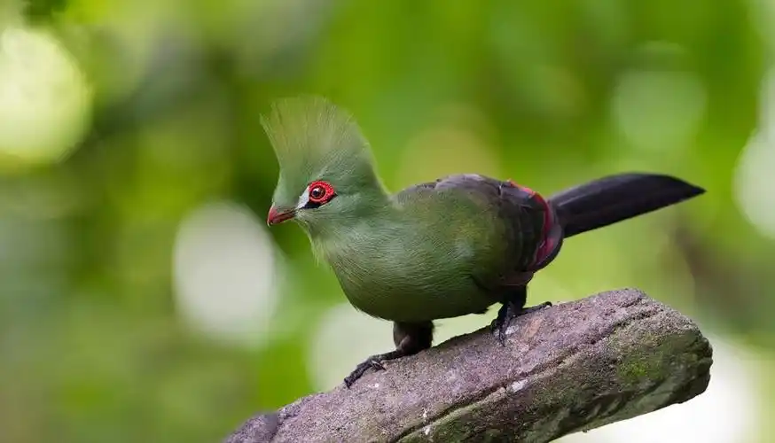 几内亚turako鸟分支机构翅膀尾巴喙眼睛美女