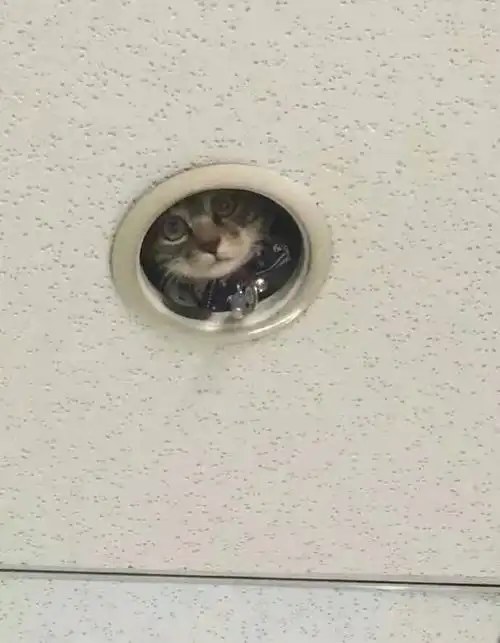 猫咪在学校走丢了,隔天上课看到天花板探出小脑袋,学生都笑喷了