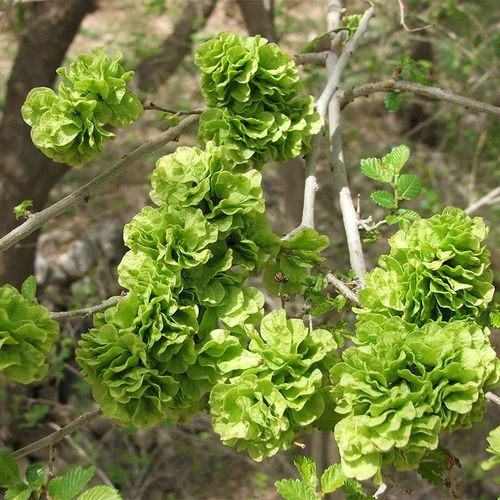 榆钱特产新鲜榆钱叶余钱山东特产野生榆钱儿菏泽现摘现发榆钱串子