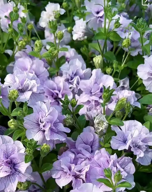 瑰丽悦目的矮牵牛,阳台上颜值花卉!