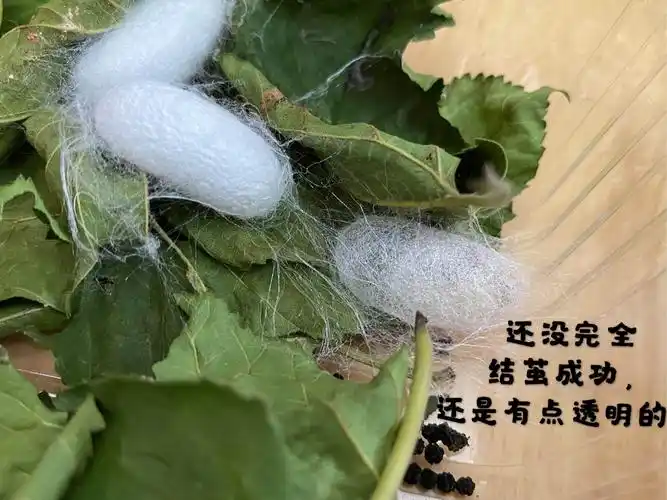 当蚕宝宝最后一次蜕皮成功后,它就开始吐丝结茧啦!
