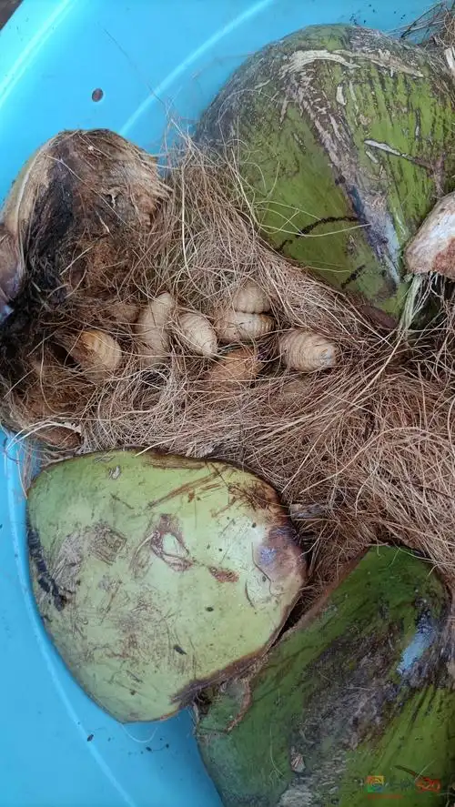 来了解一下皇竹虫养殖