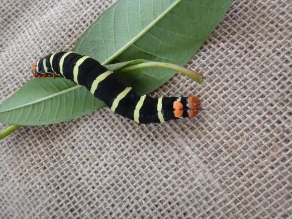 鸡蛋花角虫(拟狮身人面像tetrio),彩色毛毛虫图片