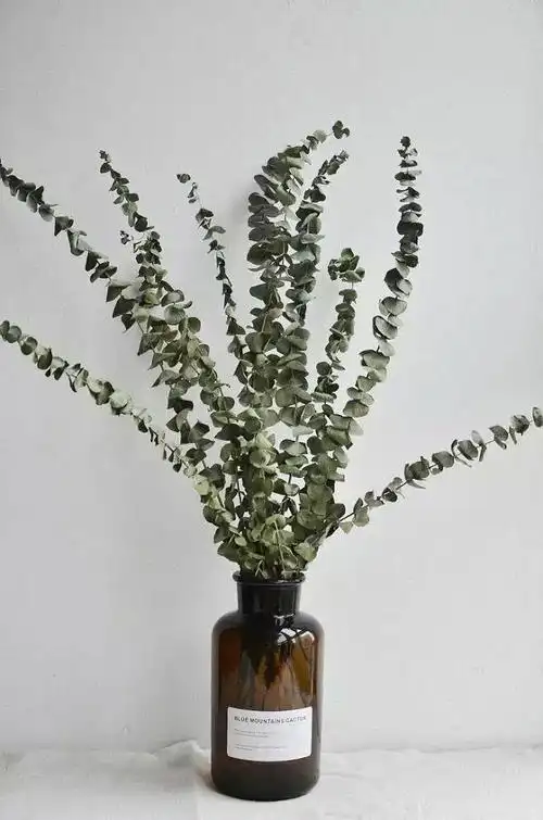 圆叶细叶大叶小叶傻傻分不清楚的尤加利叶如何分辨