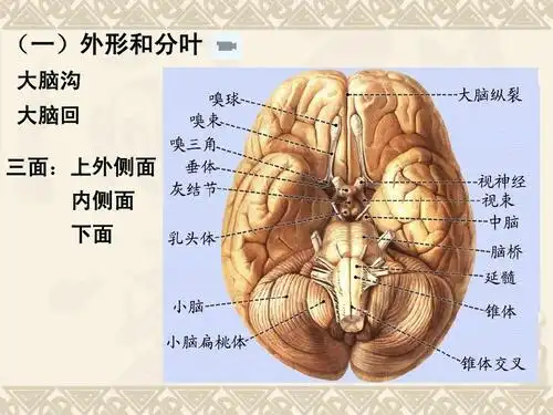 (一)外形和分叶 大脑沟 大脑回 三面:上外侧面 内侧面 下面