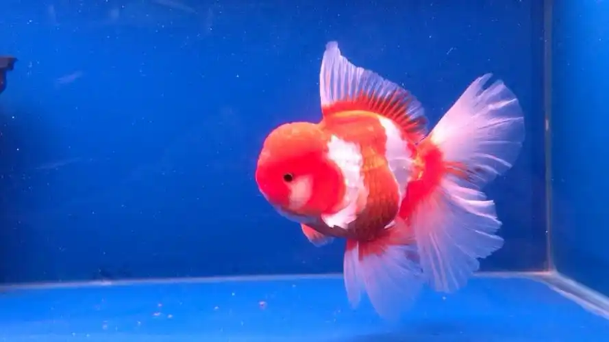 泰国9593原装进口a级亚成圆头宽尾红白泰狮(顶瘤发达)14公分四双