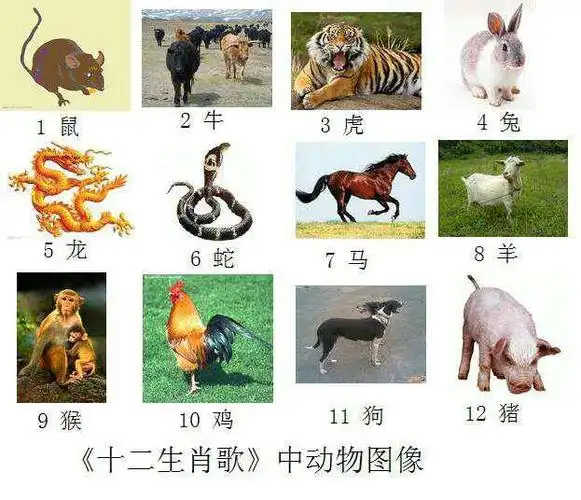 2013蛇年十二生肖运程(完整版) - 红尘ベ陌上行 - 陌上花开