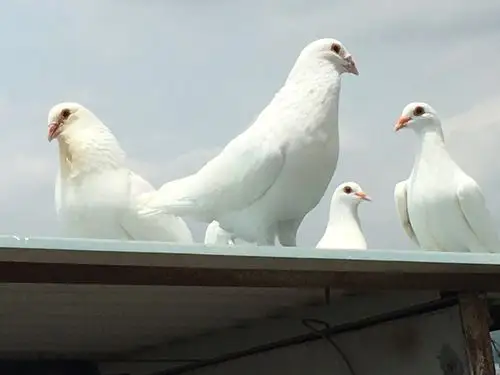 我家白色的鸽子
