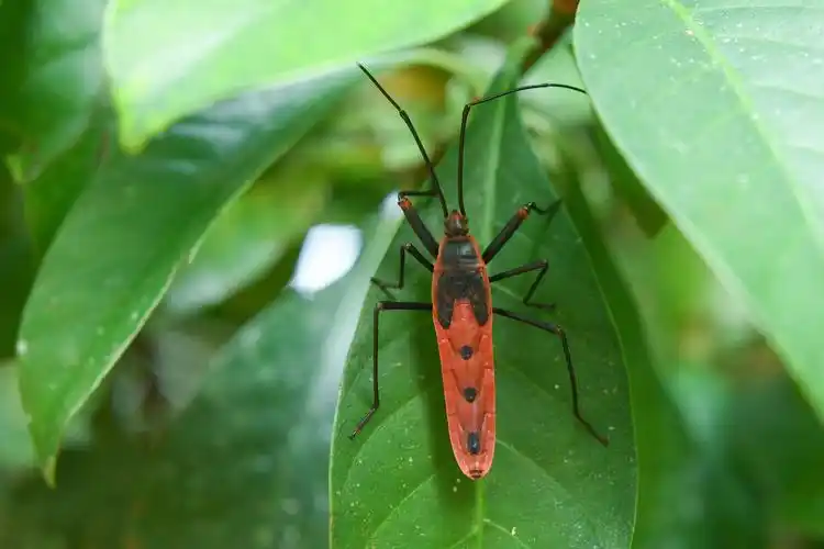 云南昆虫科普巨红蝽鬼脸和气味都是我的武器