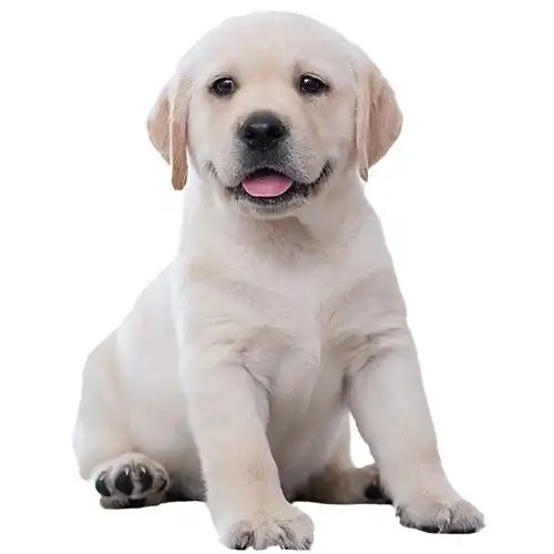 拉布拉多活体纯种幼犬导盲金毛幼崽宠物宠物狗狗狗狗狗