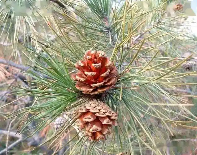 【泰山木本植物科普】——67油松