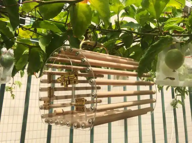 自制外出鹦鹉鸟笼