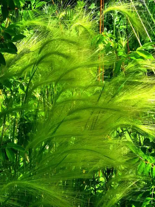 高原上的芒颖大麦草