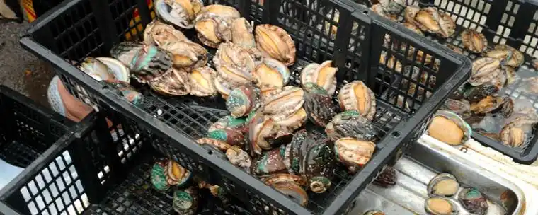 鲍鱼壳上的石灰虫要去掉吗怎么处理