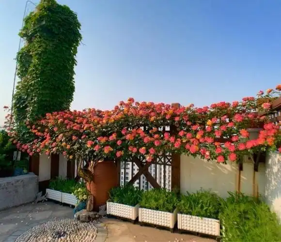 院子围墙上可养"5种花",好养漂亮,只种一棵,换来一片花海