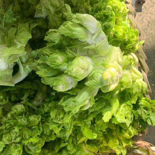 四川儿菜食用时令新鲜鲜绿色蔬菜农家自种娃娃叶菜类