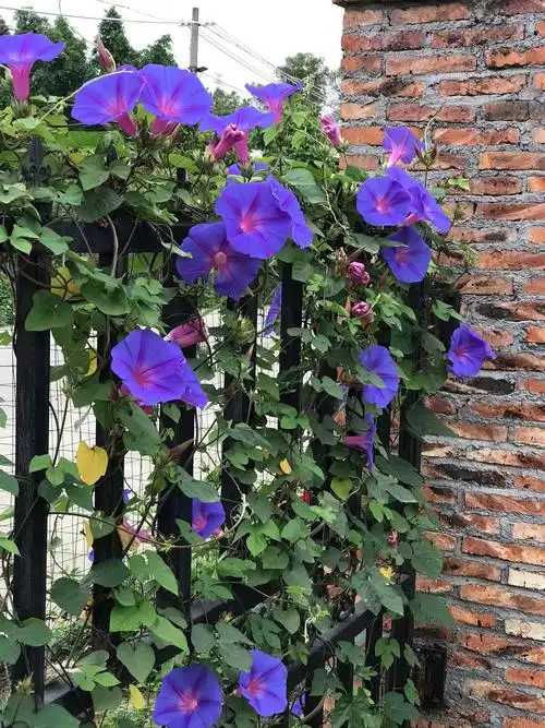 美国国大牵牛花巨型爆花拱门爬藤好养南北方耐寒时令草本花卉