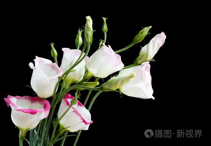 束美丽的黑色的桔梗花