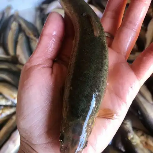 lism 顺丰速运东北纯江柳根柳根鱼(15-20条/斤) 净重2斤【图片 价格