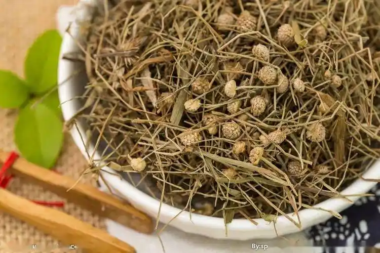 中药小课堂谷精草