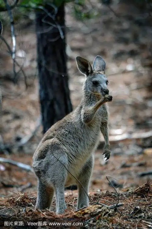 东部灰袋鼠joey (macropus giganteus)