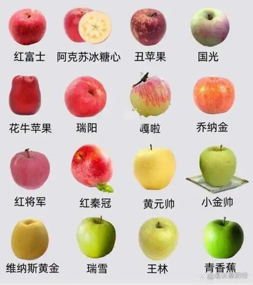 特点是体积很大,遍体通红,形状很圆,平均大小如棒球一般果实的重量中