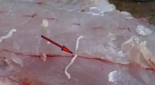 深海鱼和淡水鱼哪个寄生虫多图2