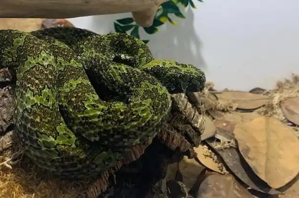 莽山烙铁头到底是一种什么样的蛇?为何会被人们誉为蛇中大熊猫?