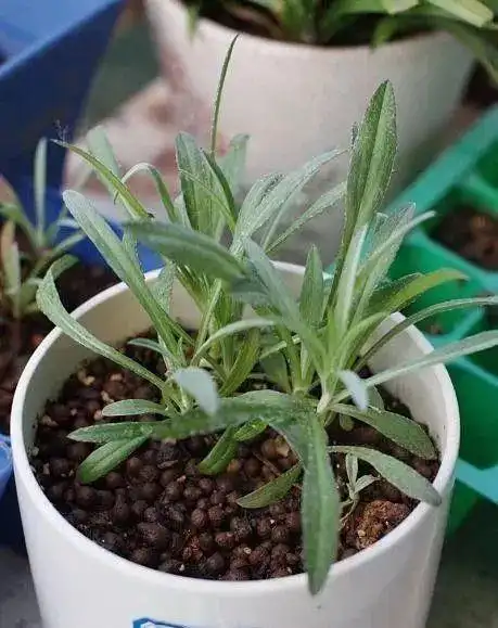 矢车菊妩媚靓丽如何栽培和防倒伏