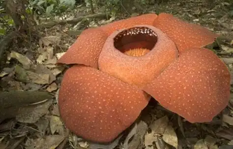 澳洲"尸花"罕见绽放 腐肉气味令人作呕