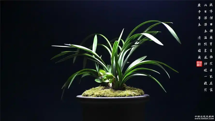 夜摄兰-春兰篇-中国兰花交易网社区