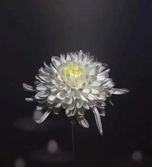 致敬英雄__东营小学和东营幼儿园全体师生共同悼念因疫情逝去的烈士和