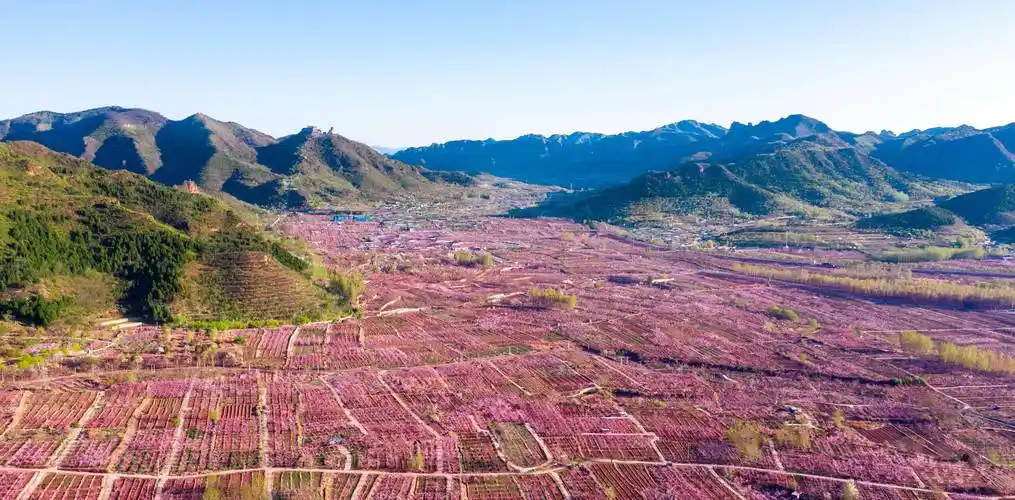 平谷携手阿里巴巴 世界级景观平谷桃花海云上绽放_休闲_景区_前往