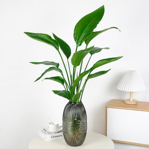 水培天堂鸟绿植办公室桌面水养春羽网红ins净化空气绿植